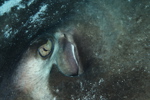 Stingray Eye