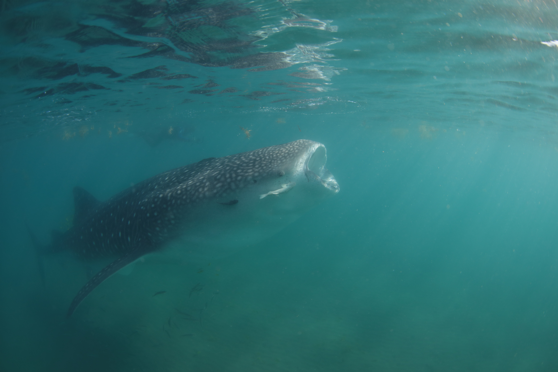 Whale Shark (Nov 17, 2021)