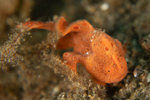 Painted Frogfish