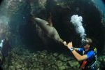 Paco Playing with Sea Lion