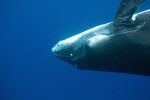 Humpback Calf