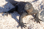 Marine Iguana