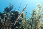 Trumpetfish
