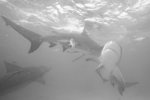 Bull Shark