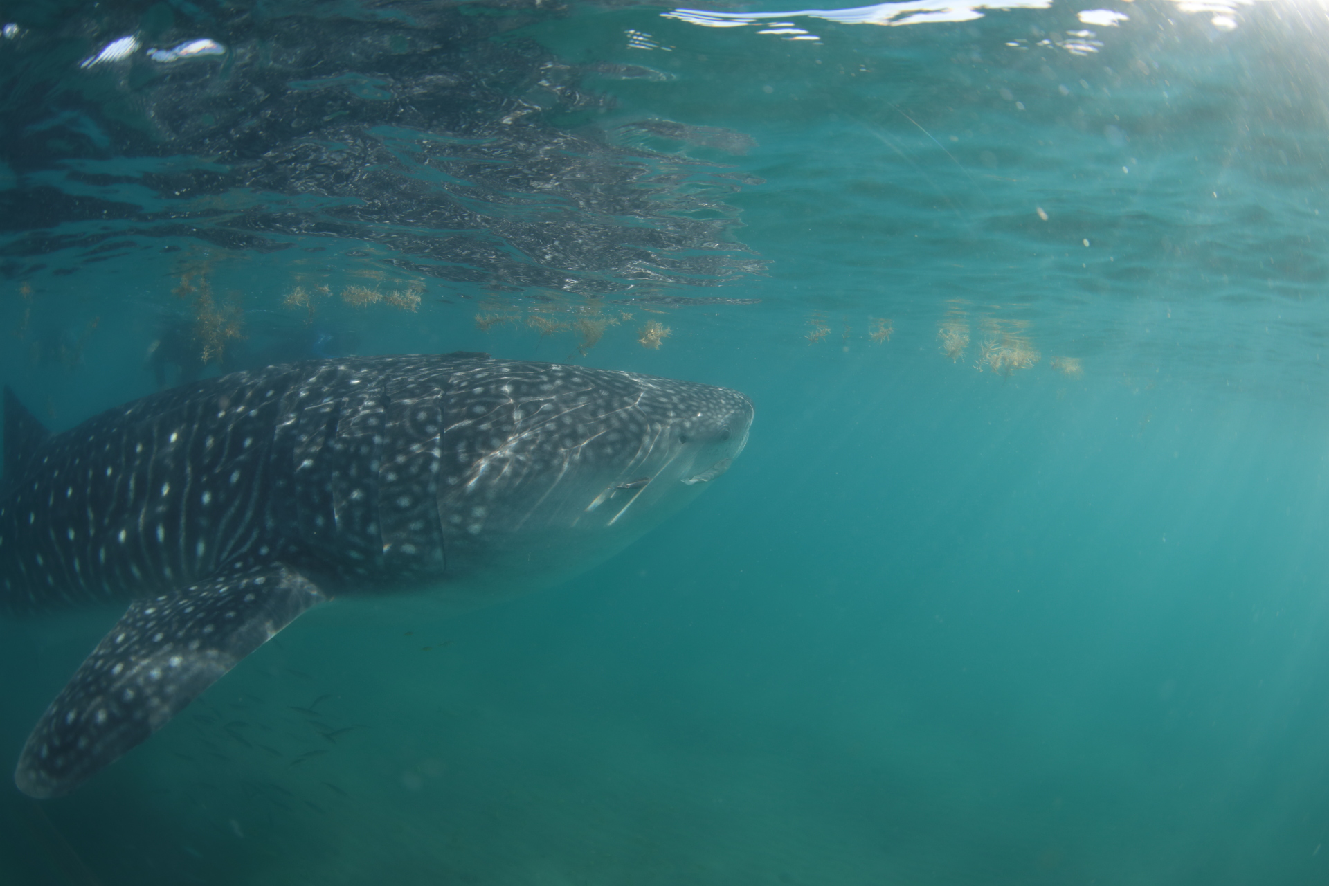Whale Shark (Nov 17, 2021)