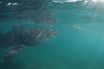 Whale Shark