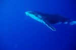 Humpback Calf