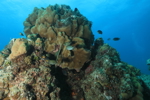 Reef Life