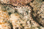 Tiger Snake Eel