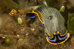 Orange-margined Amina Nudibranch