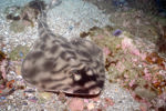 Shovelnose Guitarfish