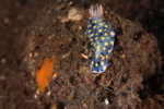Fire Hypselodorid