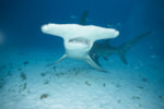 Queen Hammerhead