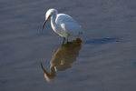 Snowy Egret