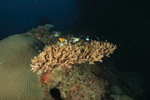 Reef Life