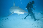 Brandon Feeding the Sharks