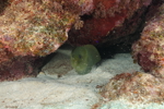 Green Moray