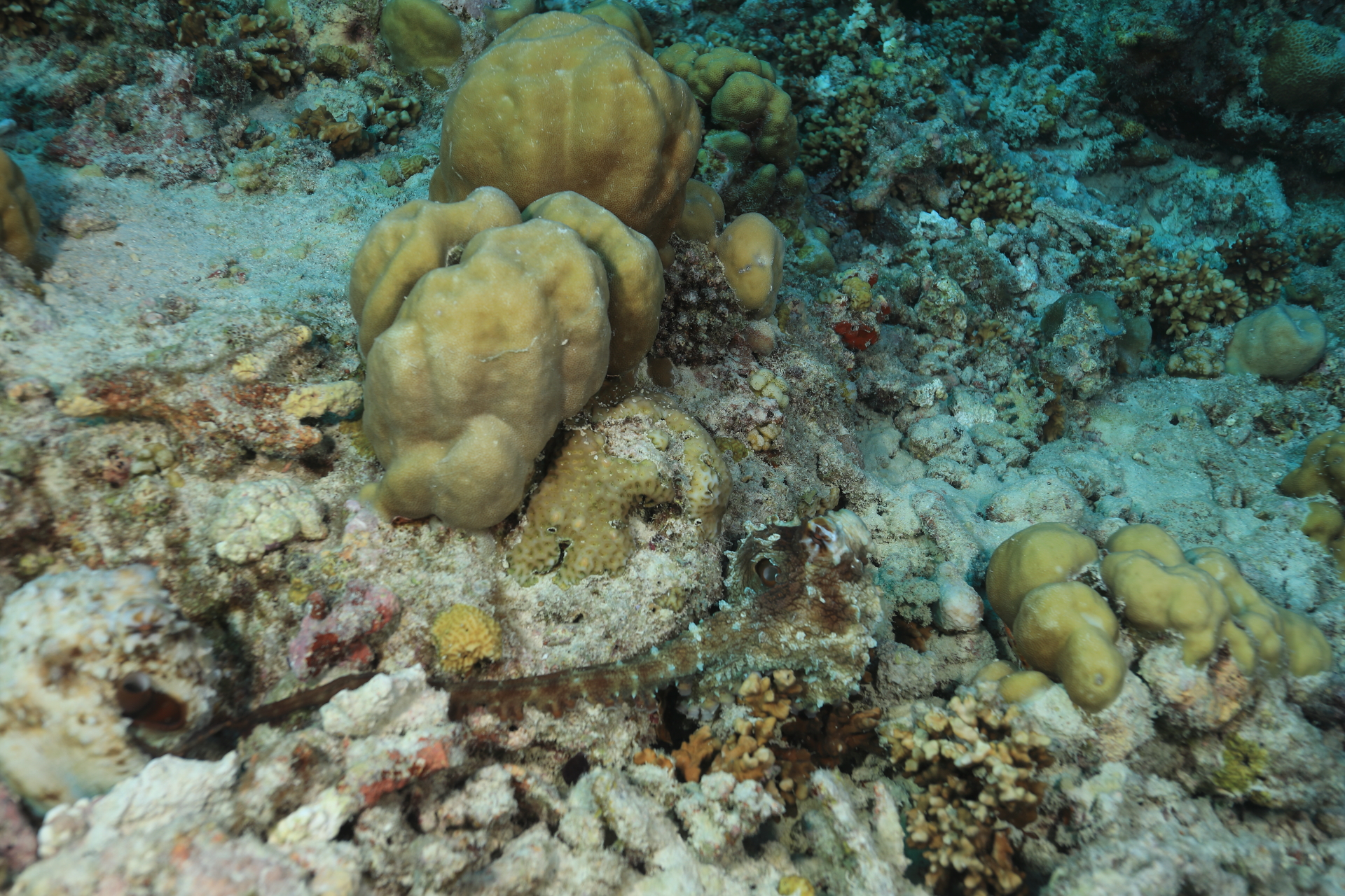 Octopus (Apr 4, 2021)