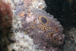 Frog Fish