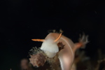Bullock's Hypselodoris
