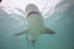 Bull Shark