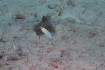 Jawfish