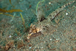Fingered Dragonet