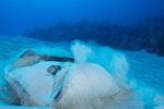 Southern Stingray