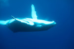 Humpback Calf