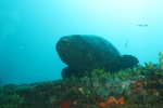 Goliath Grouper