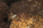 Butterfly Nudibranch