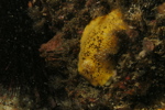 Sea Lemon