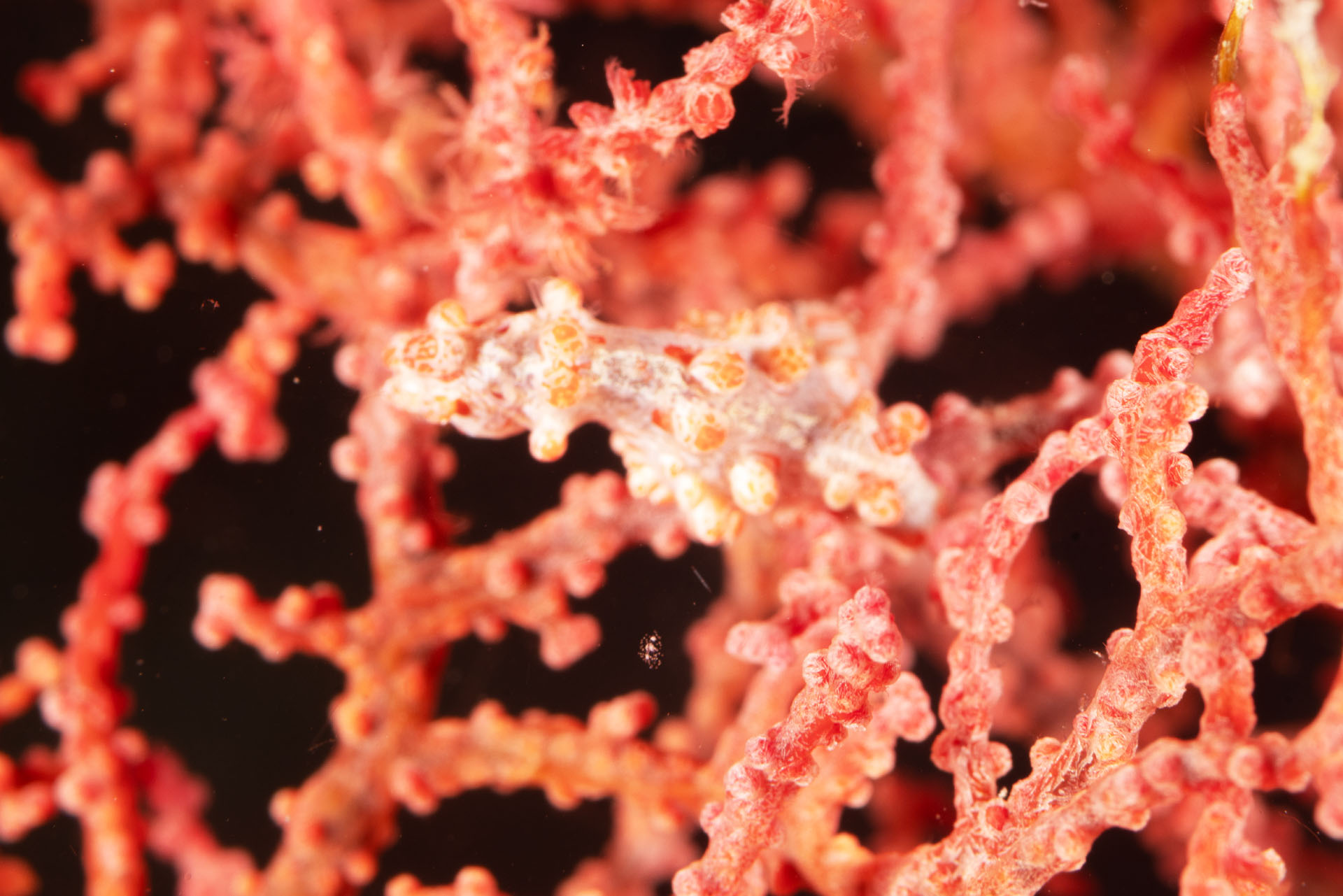 Pygmy Seahorse (Jan 23, 2026)