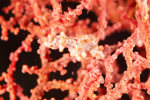 Pygmy Seahorse