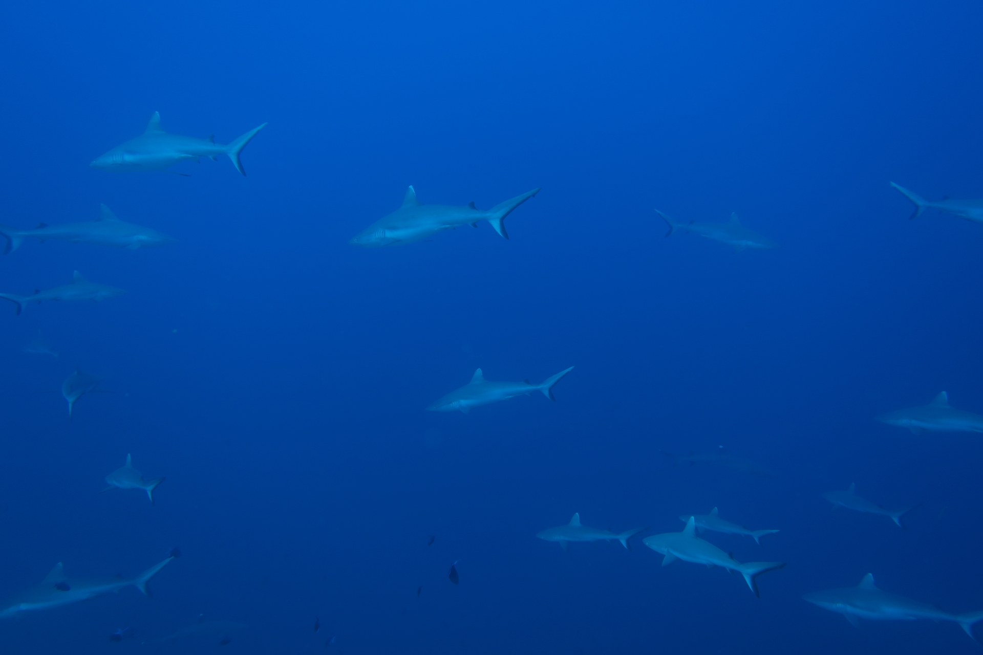 Shark School (Apr 11, 2021)