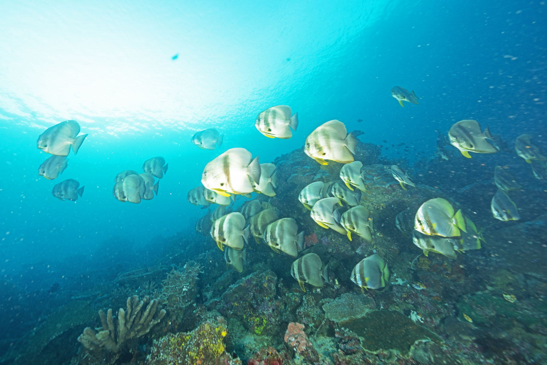 School of Batfish (Jan 29, 2026)