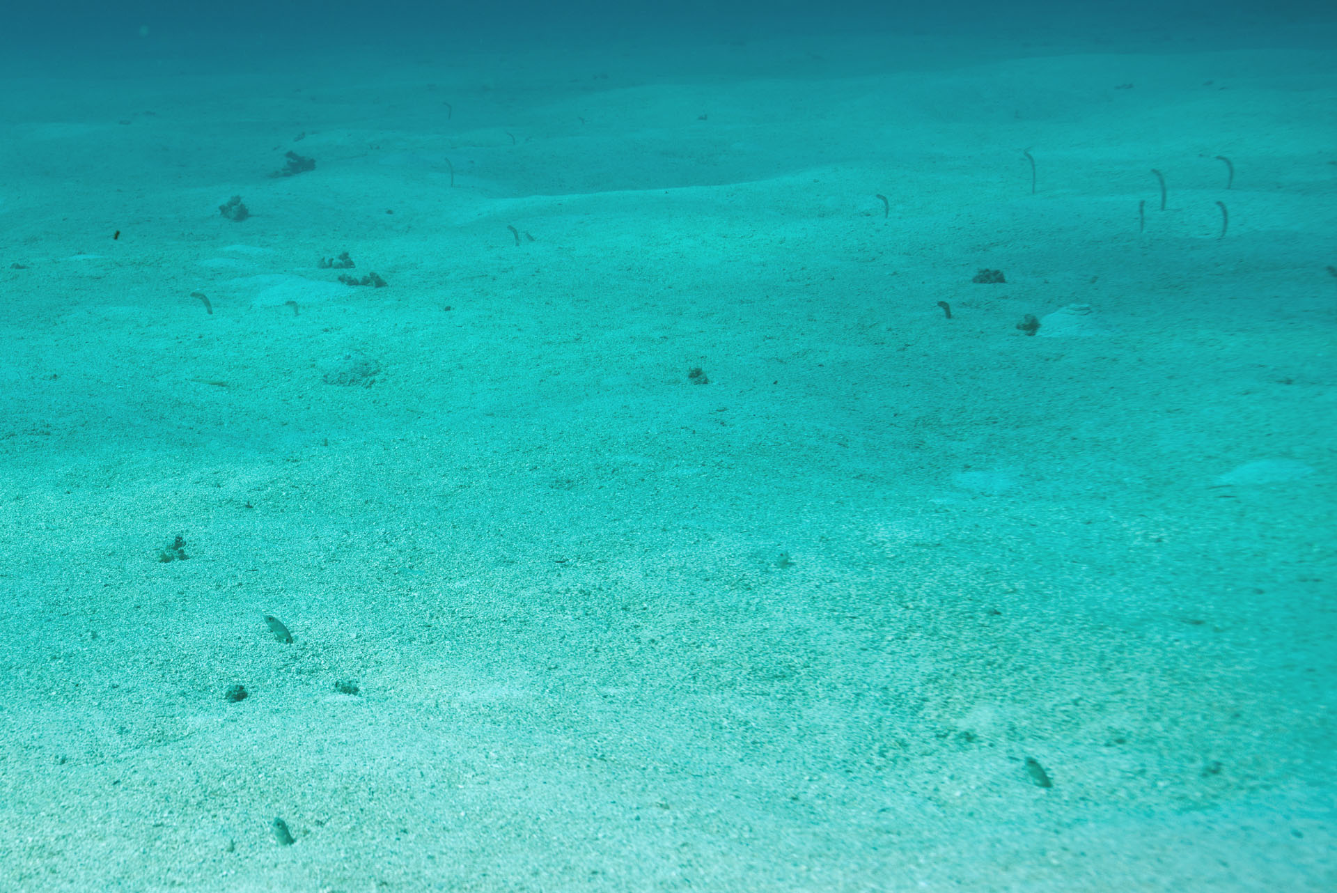 Garden Eels (Nov 15, 2021)