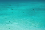 Garden Eels