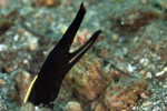 Ribbon Eel