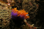 Spanish Shawl