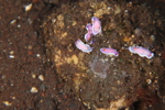 Juvenile Robe Hem Hypselodoris