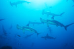 Scalloped Hammerhead Sharks
