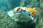 Harlequin Wrasse