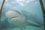 Bull Sharks