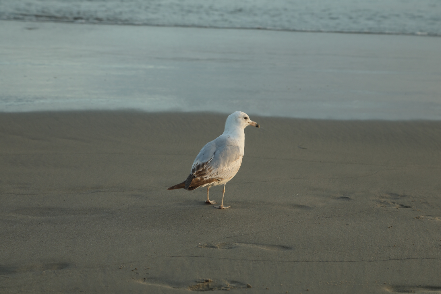Ring Billed Gull (Apr 30, 2020)