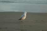Ring Billed Gull