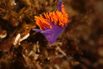 Spanish Shawl