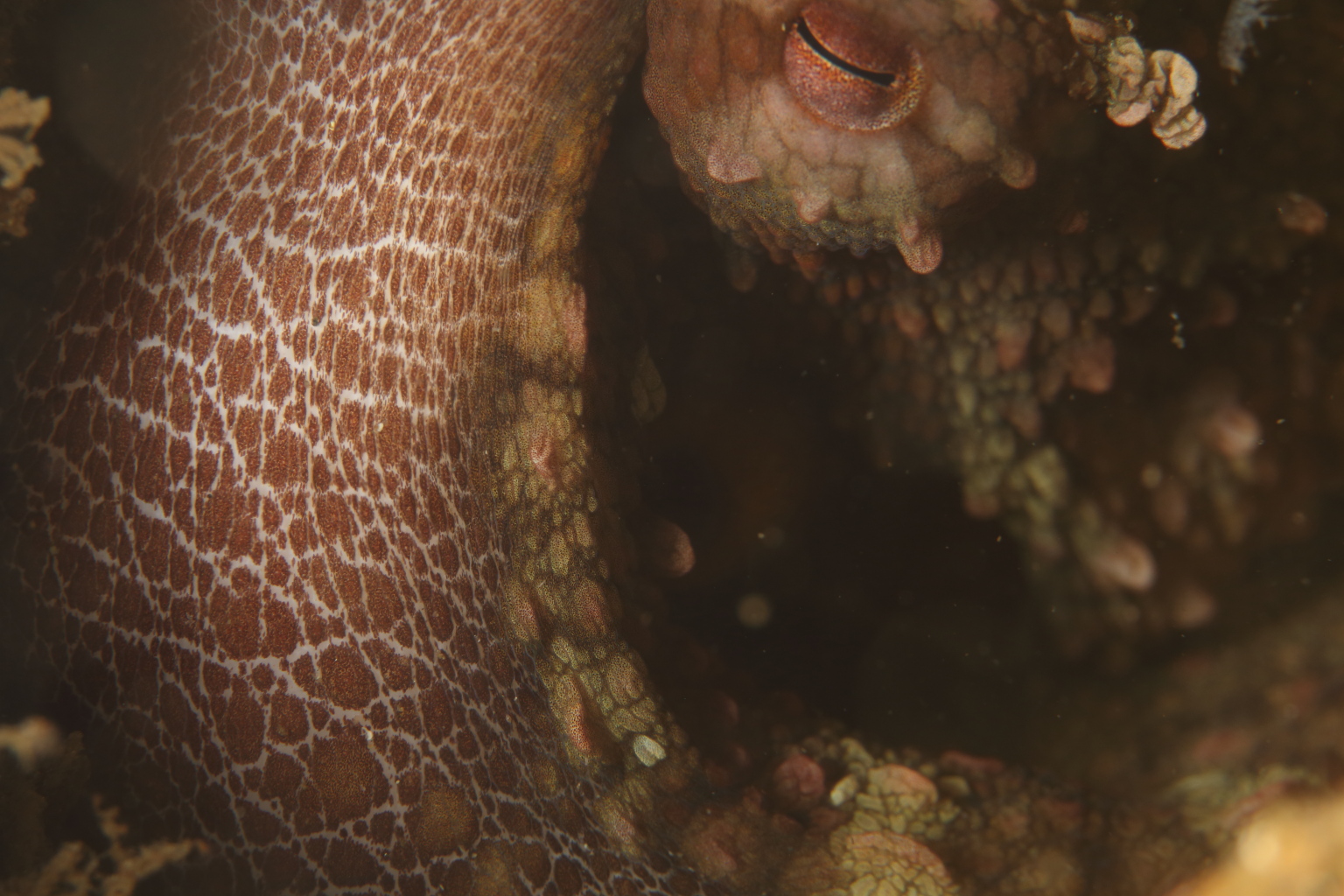 Octopus (Sep 2, 2019)