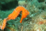 Sea Horse