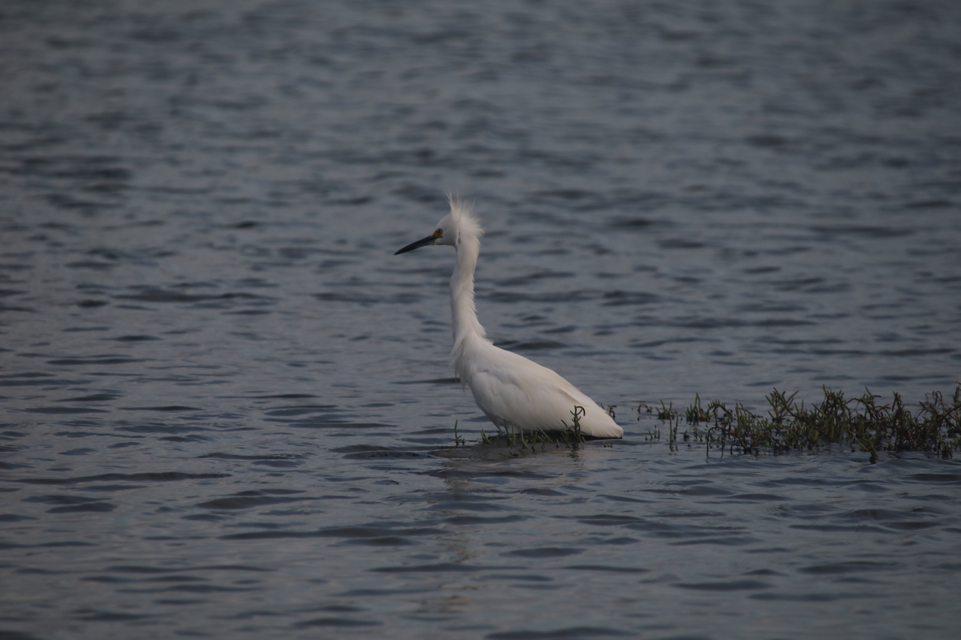 Snowy Egret (Oct 23, 2020)